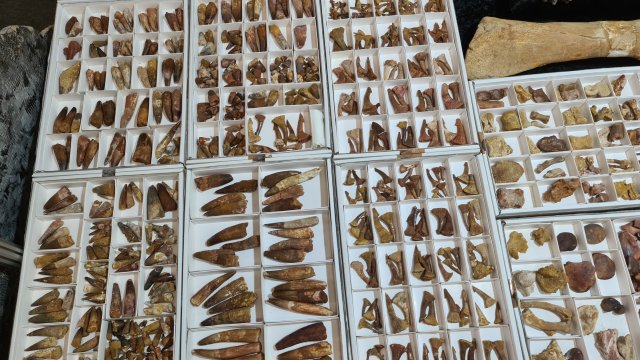 Dents de Spinausaurus ssp Onchopristis et divers du Crétacé