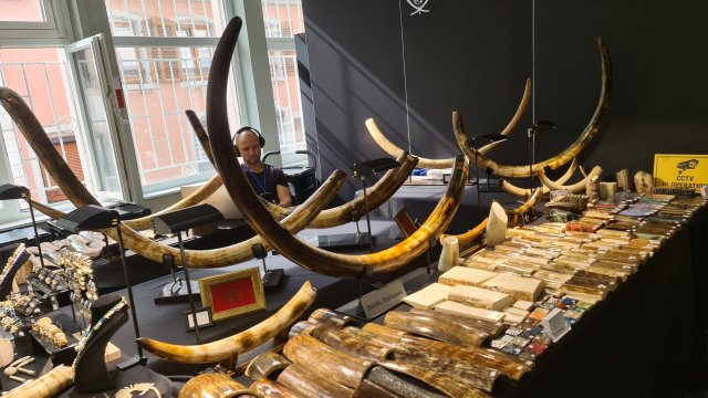 Stand Mammuthus primigenius et ivoire fossile